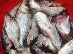 -翠景湾脆鱼轩·中山脆肉鲩(井岸17年老店)