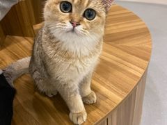 -飞行喵MR PILOT|猫舍·猫咖(静安大融城店)