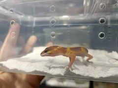 -酷以爬仙阁实体爬宠店·守宫·蜥蜴·专业繁育