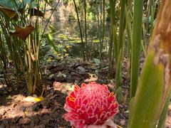 -中国科学院西双版纳热带植物园