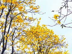 -洲头咀公园