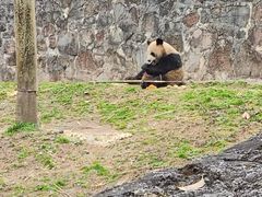 -都江堰中华大熊猫苑