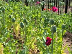 -国家植物园南园