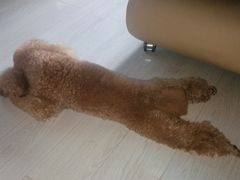 -瑞派宠物医院·24小时骨科·心脏·核磁(哈尔滨南岗店)