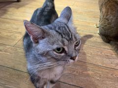 -more than meow吴止猫主题餐厅(承德 中船汇店)