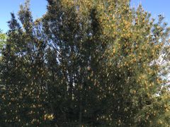 -北京鹫峰国家森林公园