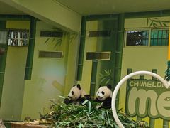 -熊猫自助餐厅.萌趣城堡(长隆熊猫酒店)