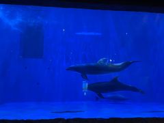 -华夏文旅海洋公园