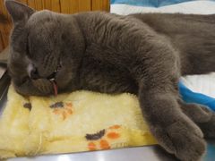 -瑞派长江宠物医院·猫科·外科·24小时夜护(谊城公寓分院)