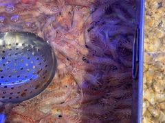 -77号渔船·蒸海鲜青岛菜(积米崖店)