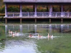 -靖西鹅泉风景区