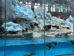 -帝企鹅自助餐厅•儿童岛•真企鹅(长隆企鹅酒店)