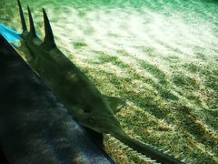 -上海海洋水族馆