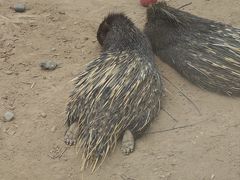 -青藏高原野生动物园