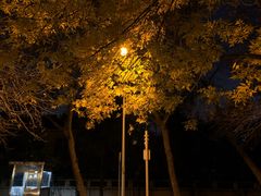 -三里屯东五街银杏大道