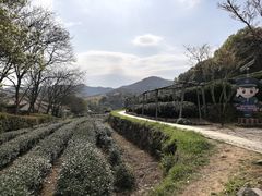 -中国茶叶博物馆(双峰馆区)