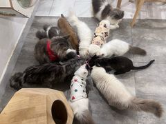 -楼上猫咖(罗湖店)