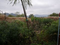 -长兴太湖图影湿地文化园