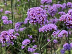 -上海滨江森林公园