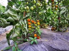 -上膳源有机农场