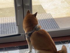 -艾贝尔宠物医院·宠保定点·超声绝育·免疫点(樱花路店)