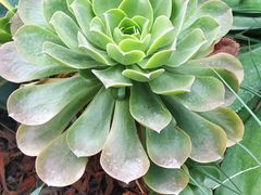 -郑州植物园