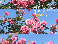 -沙湖公园