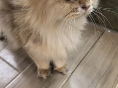 -李小姐の猫咖啡馆(五角场店)