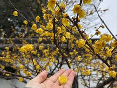 -无锡梅园公园