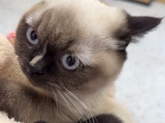 -瑞派康怡24h宠物医院·犬猫医疗中心·微创绝育(瑞景分院)
