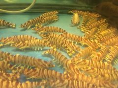 -海九澎湖海鲜餐厅