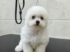 -瑞鹏瑞爱宠物医院·全科·猫科·血液透析中心(龙头寺店)