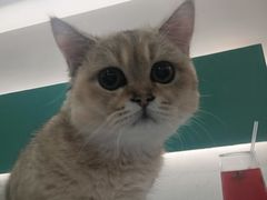 -飞行喵MR PILOT|猫舍·猫咖(静安大融城店)