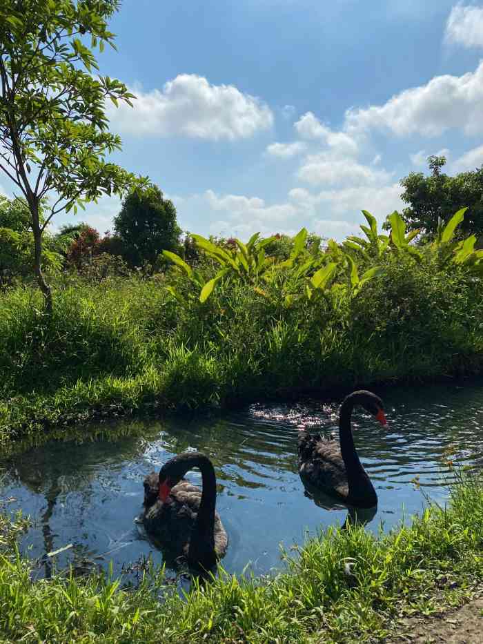 海口天鹅湖动物基地-"海口天鹅湖动物基地,月初时候,去过这里,.