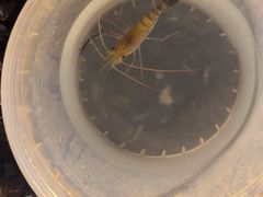 -DGE季风钓虾营地·团建·聚会