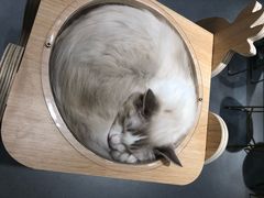 -飞行喵MR PILOT|猫舍·猫咖(静安大融城店)