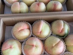 -南汇新场正宗水蜜桃采摘