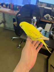 -PinooTattoo皮奴刺青纹身设计总部
