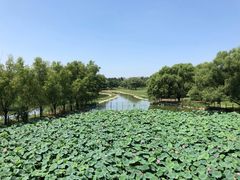 -北京麋鹿生态实验中心