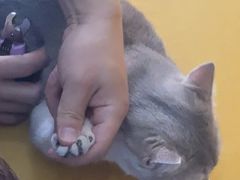 -全心全意连锁动物医院·微创中心·内科急重症·心脏专科(丰管路店)