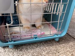 -lincat·猫舍(广州店)