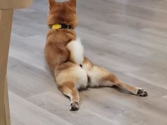 -柴迷FANS CLUB·柴犬狗咖·猫咖