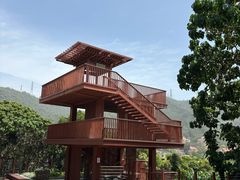 -银湖山郊野公园-相思林