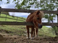-神户市立六甲山牧场