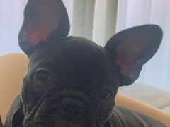 -瑞派申生动物医院·24H夜诊·国际动物医疗中心·骨外科(吴中路店)