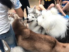-TrueLove @ Neverland (Husky Cafe)