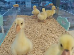 -怪兽屋·羊驼·猫咖·狗咖(俊华广场店)