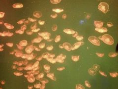 -芜湖新华联大白鲸海洋公园