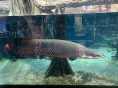 -鹿儿岛水族馆