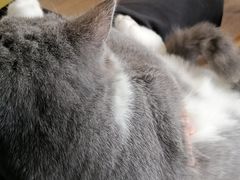 -东方名猫馆·英短金渐层布偶猫舍(环线广场1号楼店)